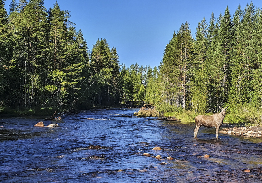 Älg som korsar vattendrag.